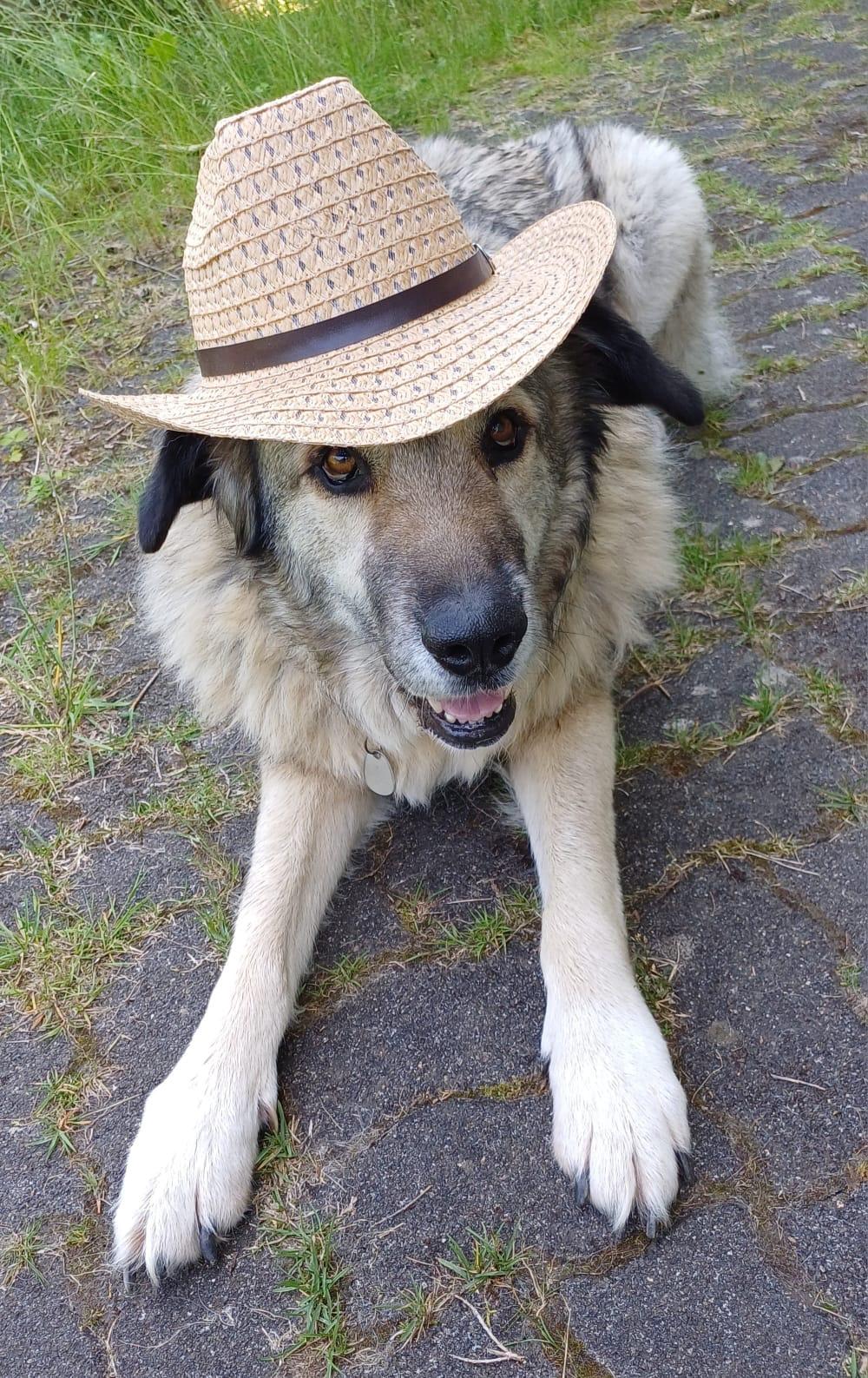 Toto